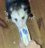 PossumeButter