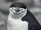 pingoo