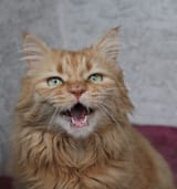 recognizing-the-signs-of-depression-in-cats-how-to-know-if-your-cat-is-depressed-4076286772