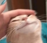 lushcat