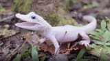 71877745007-bre-leucistic-alligator-born-in-captivity