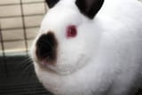 Himalayan Rabbit Fluffy white-Himalayan-Netherlands-dwarf-rabbit-with-red-eyes_Deborah-Jeanne-Sergeant-Shutterstock-98655623
