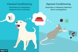 2794861-classical-vs-operant-conditioning-5afc42a343a10300370da76f