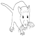 Rat