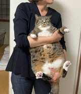 FAT CAT