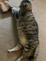 fat cat 2