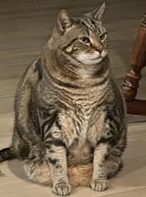 fat