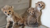trio-of-cubs_lede