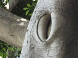 kinky_knothole