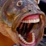 Fish Rage