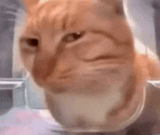 cat-cat-meme