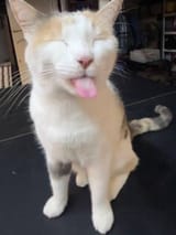 sillyboyo