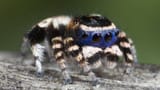 spooder