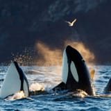 Orcas breaching