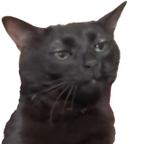 exasperated