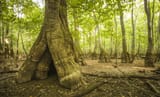 OldGrowthForest