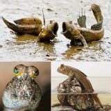 Mudskipper