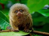 cebuella_pygmaea3