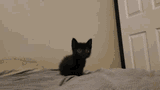 cat-kitten