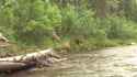 Fred Eichler Brown Bear charge_thumb.jpg