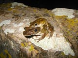 Triprion_spatulatus_Escalante.Pasos