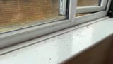 ants