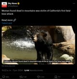 bear