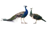peacock and peahen