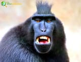 Macaque-Facts