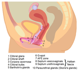 Organs_and_tissues_with_sexual_functions_(female)_1