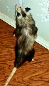 IMG_20250719_011315_396