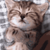 nice-cat