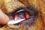 Dog-with-massive-Thelazia-callipaeda-infection
