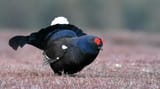 black-grouse-4126537_1280