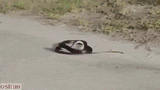 lol snake