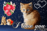 ilycat2