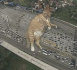 Catzillas