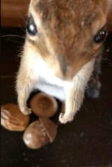 squirrelmaxx