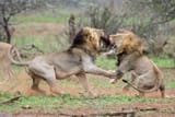 lion-fight-club-gr_3441623k