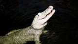gator