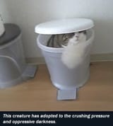 This creature has adopted