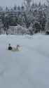 snow wandering ducks_thumb.jpg