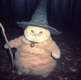 cat-wizard