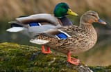 mallard_duck
