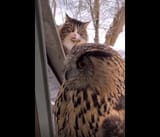 Cat owl