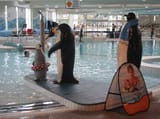 penguins