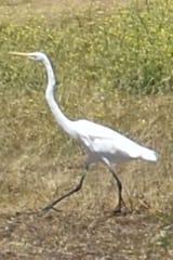 long boi