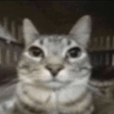 cat-cats