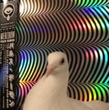 1744350605080696 pulse demon