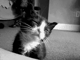 Eepy